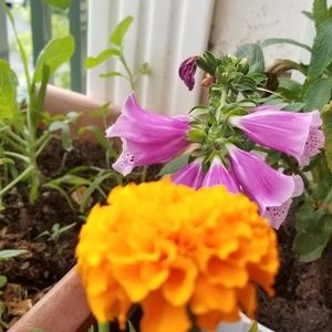 Meet your Posher, Amee